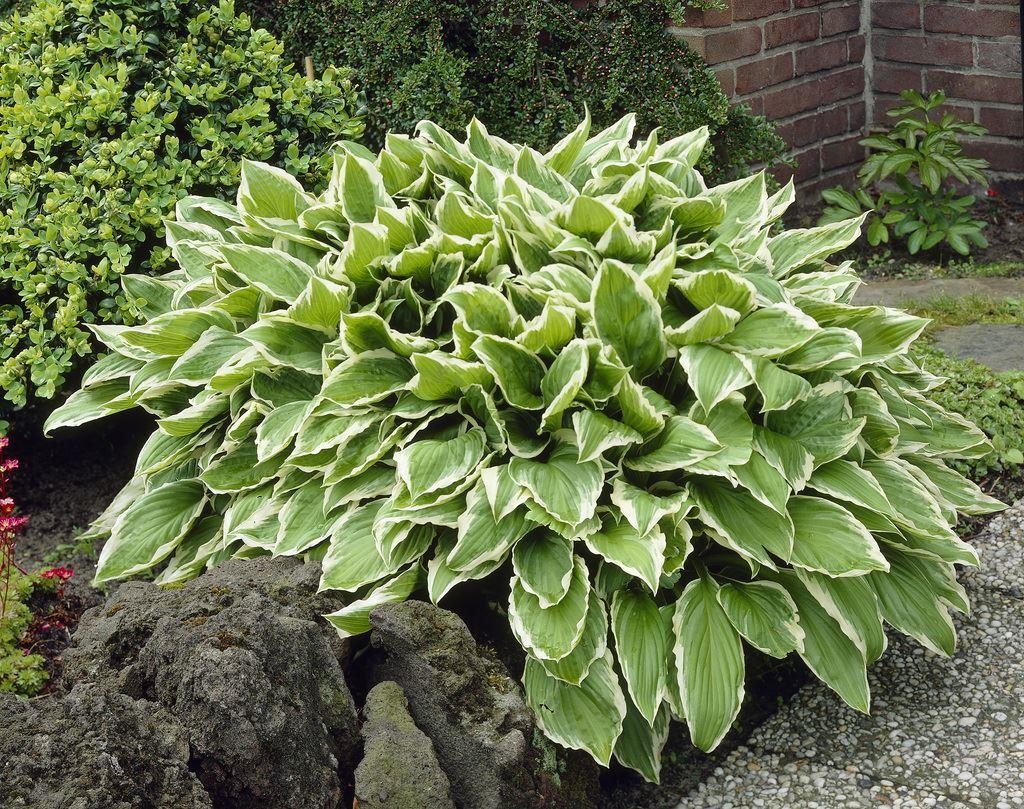 Hosta undulata var. albomarginata